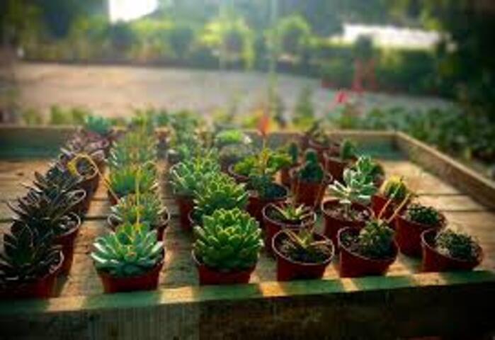 Vivero Ricardo Pineda