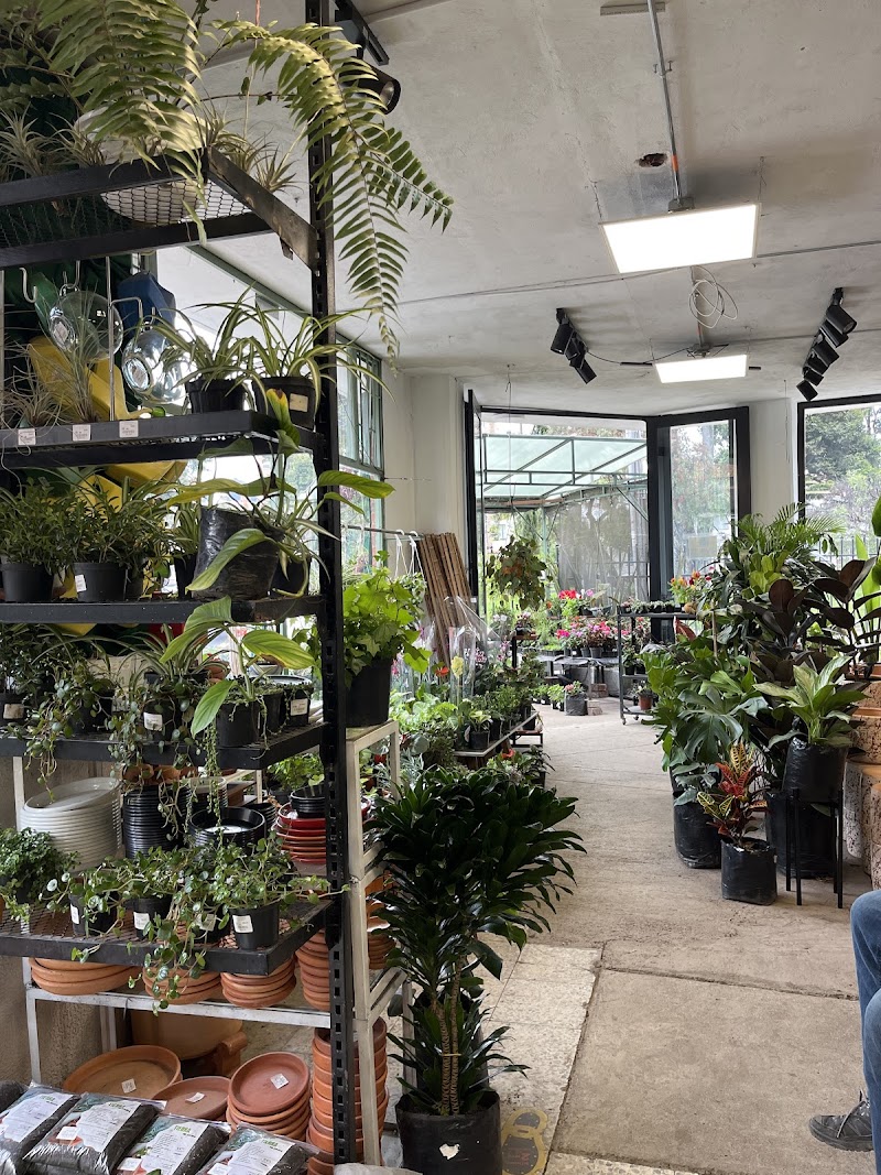 Central Jardinera| Plantas Interior | Materas Cemento | Orquideas| Suculentas| Viveros Bogota