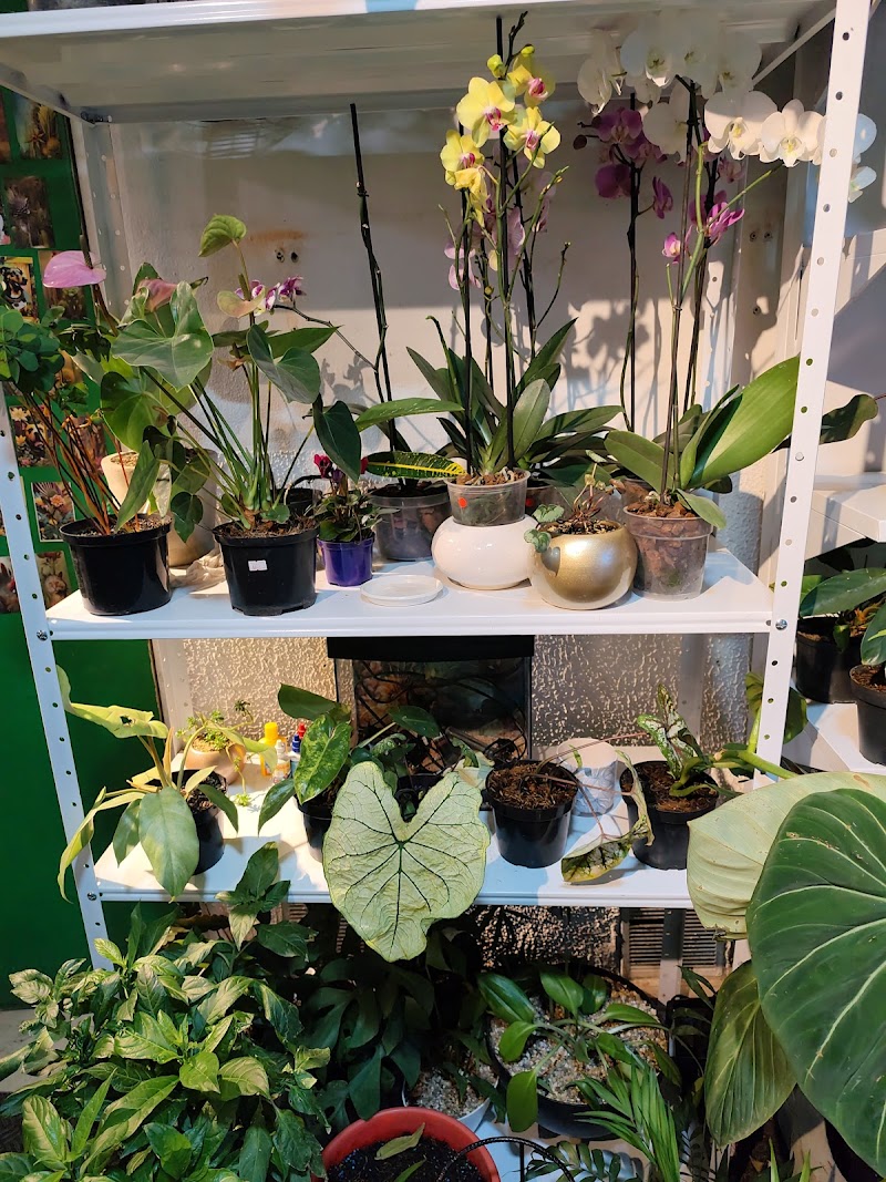 Vivero verde rosa