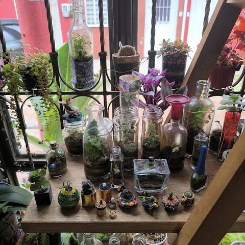 Vivero y Floristeria Nere's Plants