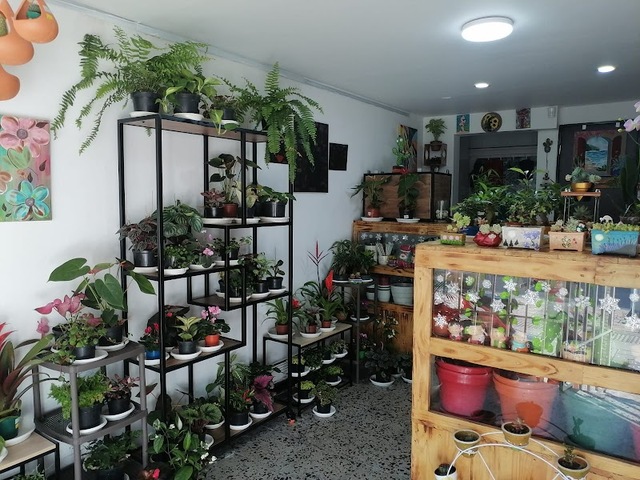 Jardines de Julia|Paisajismo, Regalos & Talleres🪴🌻 "Vivero Online"