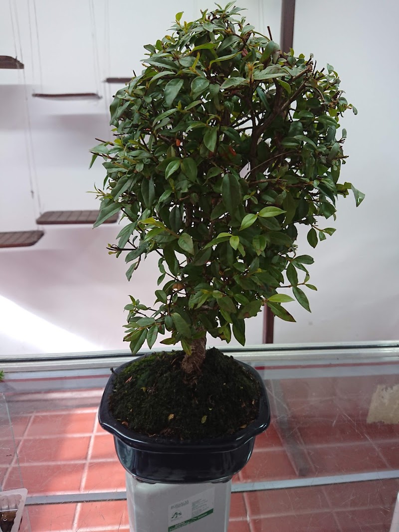 Vivero Bonsai Ya