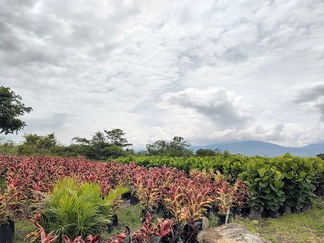 NURSERY AND AUGUST 7 FLORISTERÍA