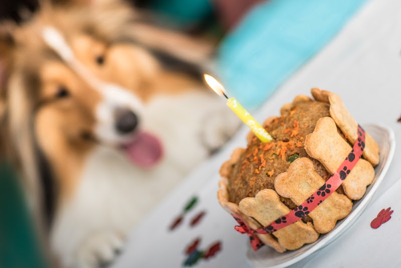 Pet Gourmet 106