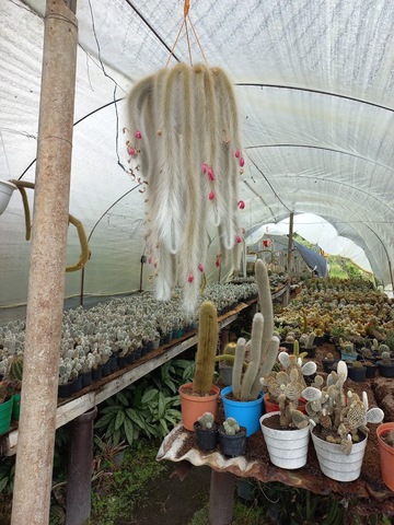 Vivero Jardines de La Sabana