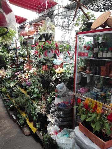 mi vivero la giralda