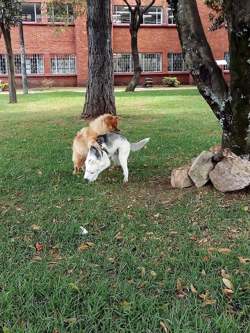 Nicolás de Federman Park
