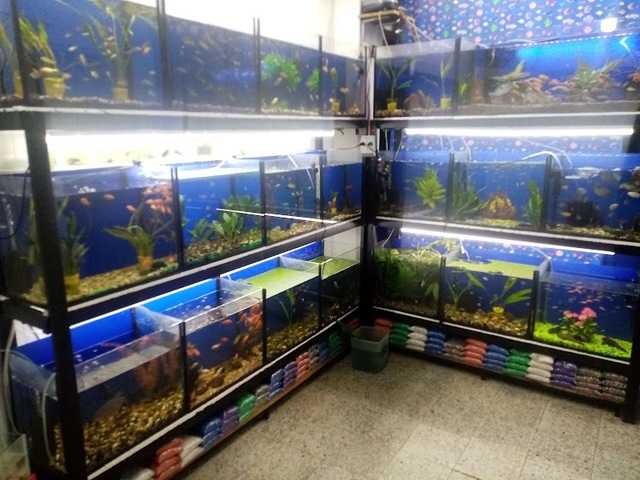 Acuario Marea alta