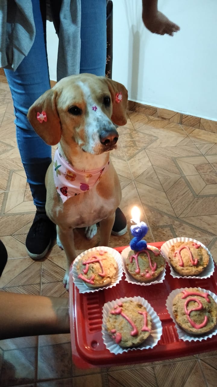 Mascotas Apolo