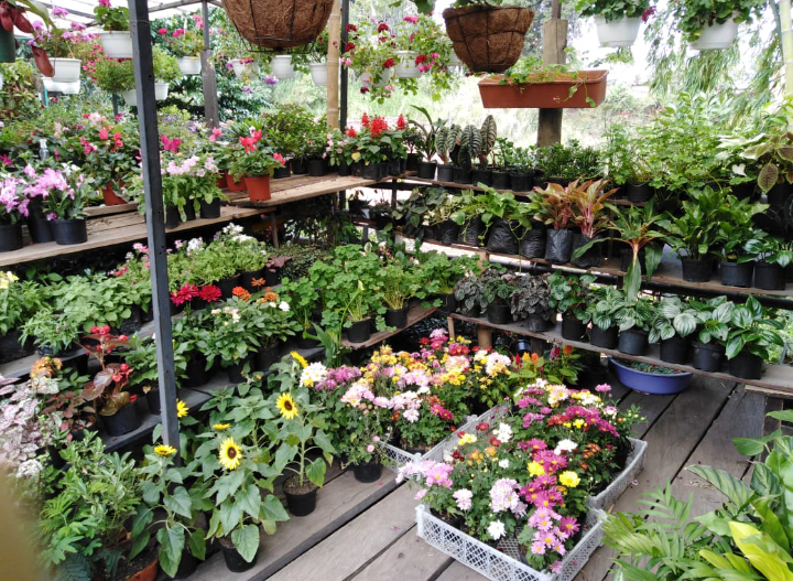 Vivero San Cristobal medellin