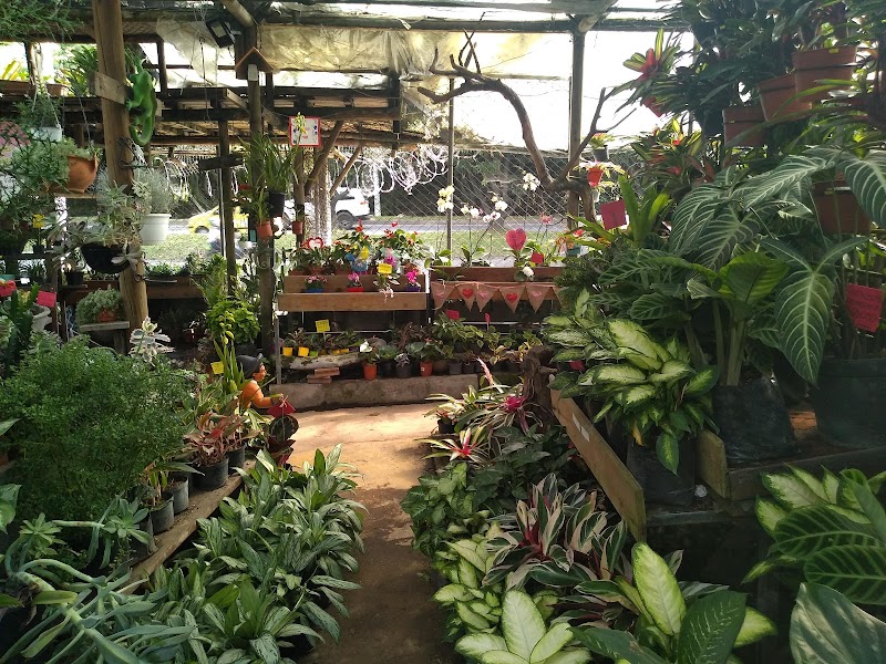 Plantas Lindas | Plant Nursery & Garden