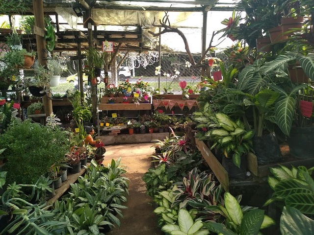 Plantas Lindas | Plant Nursery & Garden