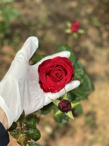 Ritualic Laboratorio de Plantas