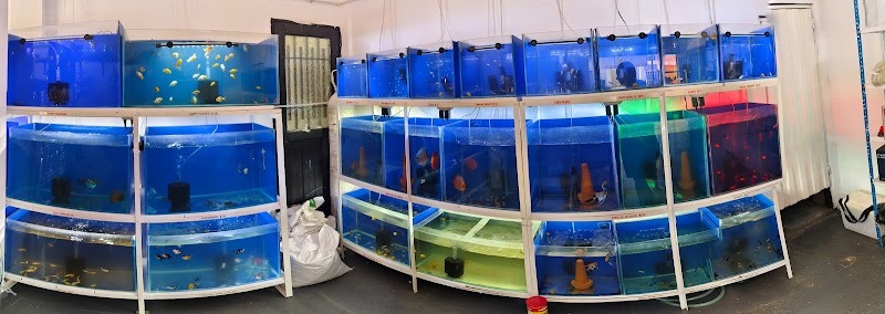 Mundo Acuático - Peces, Accesorios y Acuarios