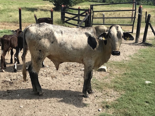 Ganaderia Gyroso Hnos.