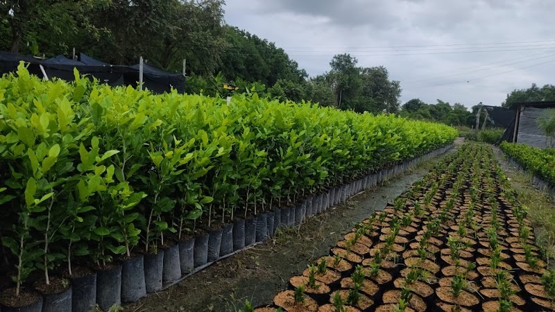 VIVERO LAS CAMELIAS SAS