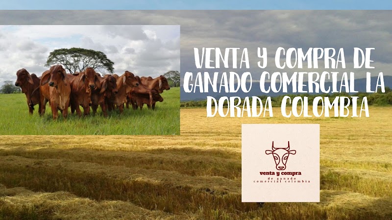Venta y compra de ganado comercial la dorada Colombia
