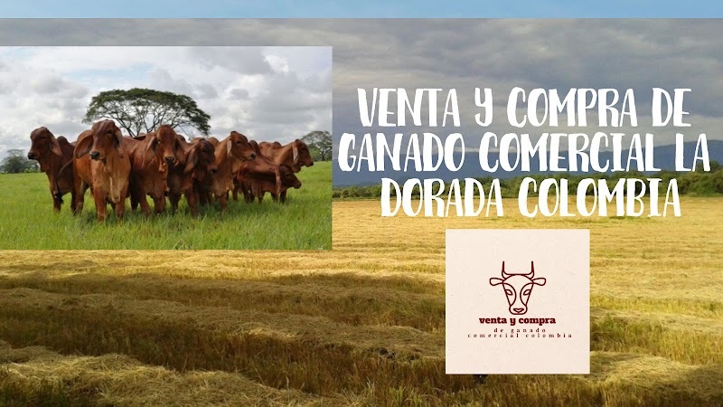 Venta y compra de ganado comercial la dorada Colombia