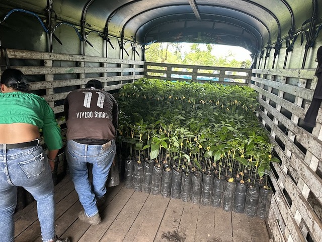 Aguacateros de Colombia Sas
