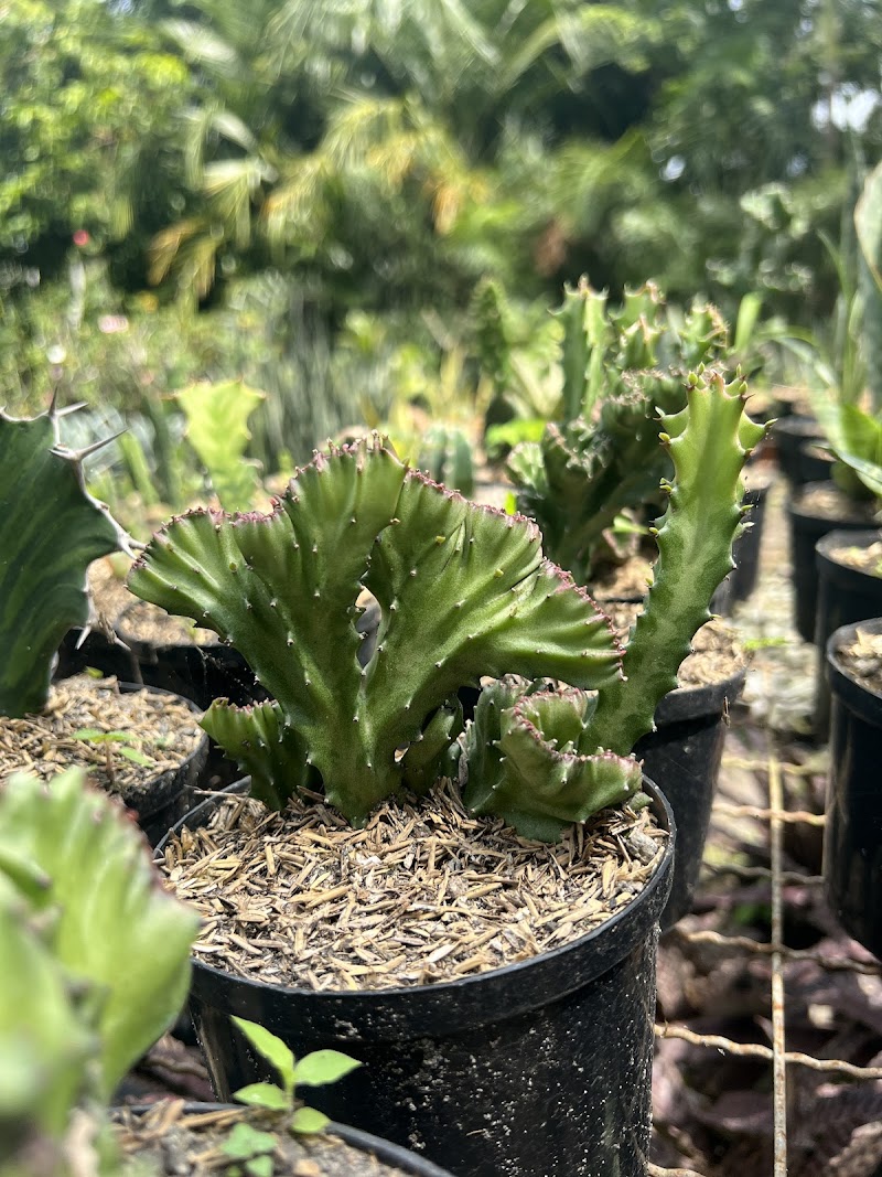 Vivero Providencia