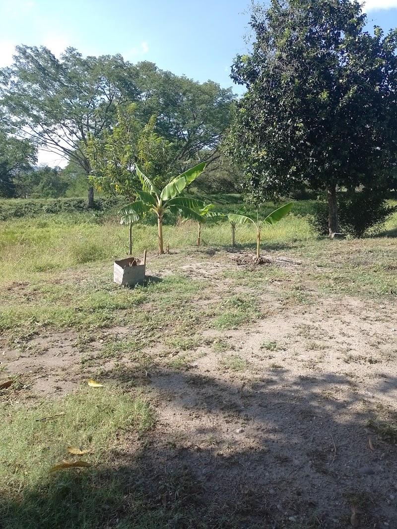 Vivero Frutiplantas del Tolima