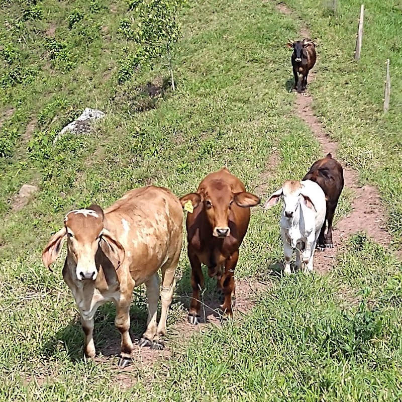 AGROPECUARIA CAOVA SAS