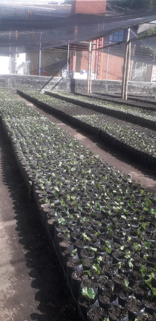 Vivero de cafe Bella vista