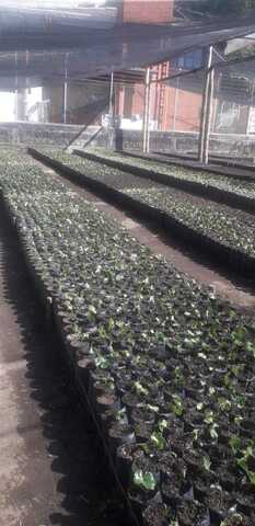 Vivero de cafe Bella vista