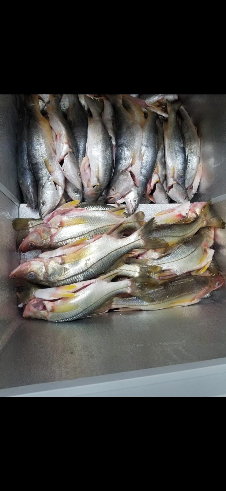 Pesquederia