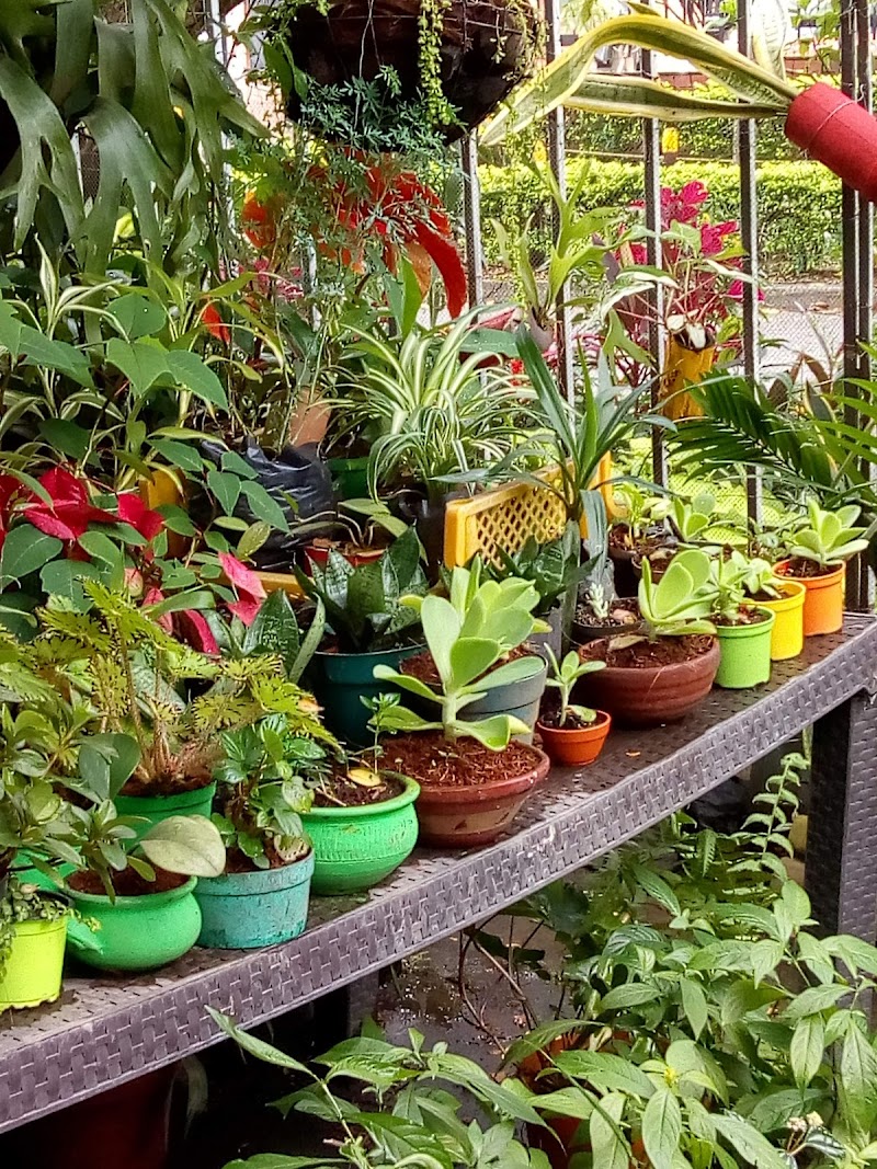 VIVERO LA 7 CALI COLOMBIA