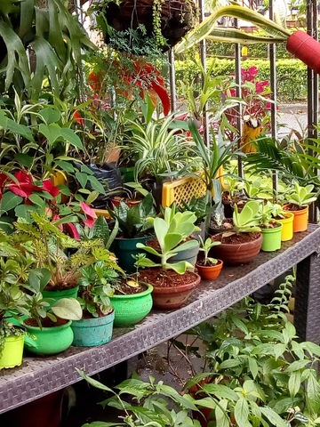 VIVERO LA 7 CALI COLOMBIA