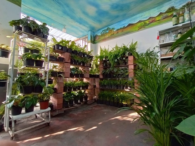 Plantas Y Más Plantas