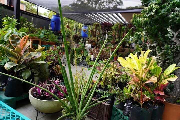 Turpial vivero taller