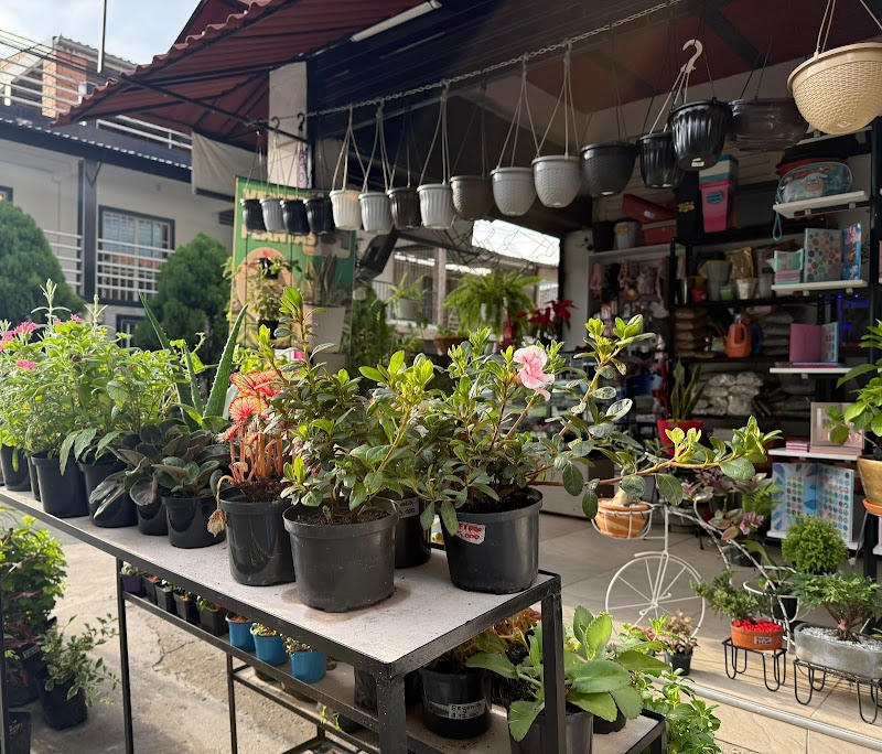 Vivero Andressa