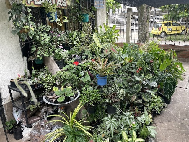 Vivero Plantando Vida