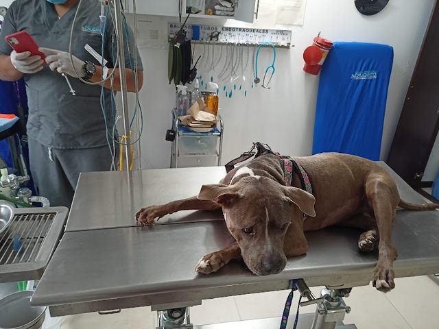 Clinica Veterinaria Calicanto