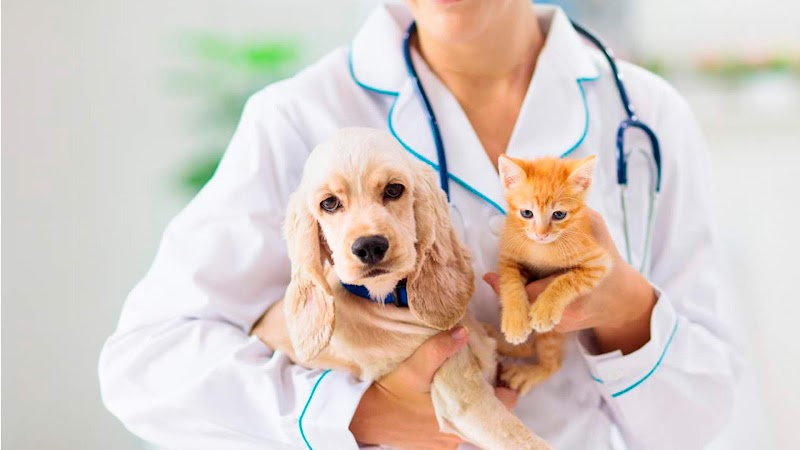 Emervet Emergencias Veterinarias