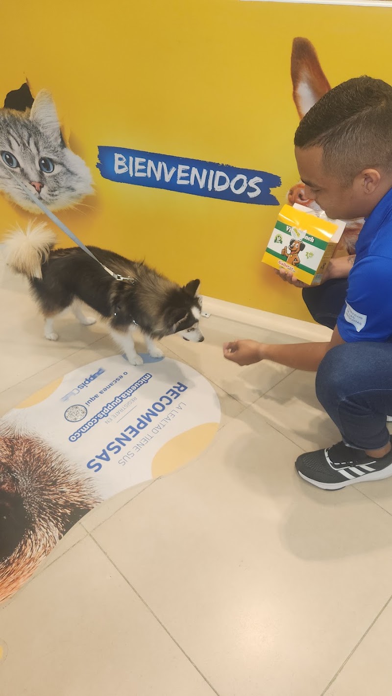 Puppis Viva Barranquilla