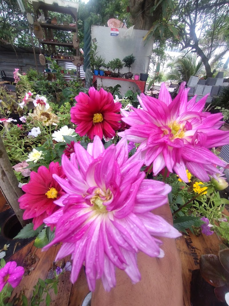 VIVERO J.S.M