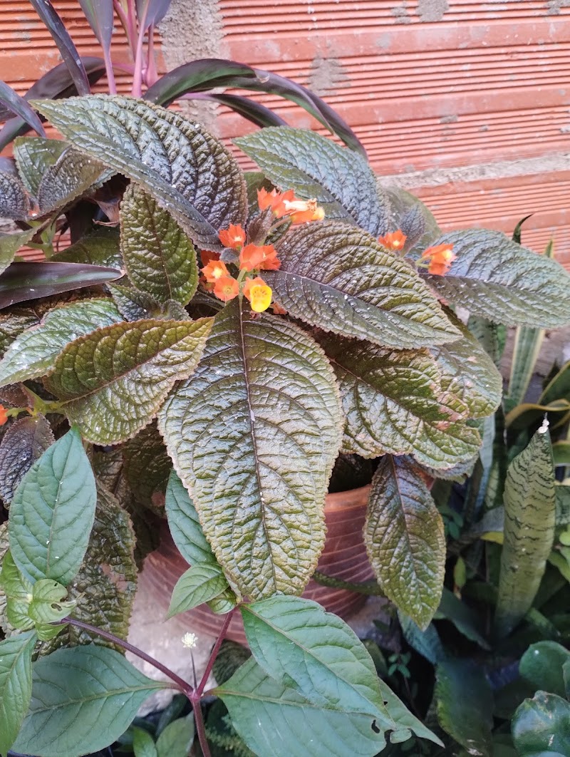 Vivero Estrada