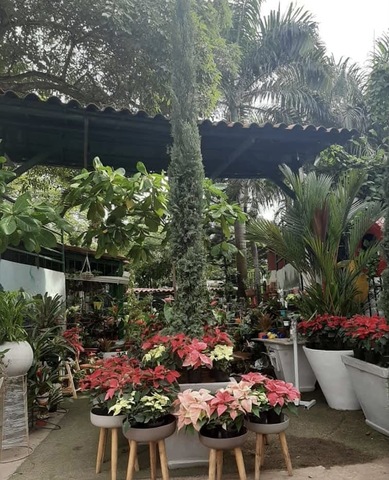 Vivero Los Almendros Barranquilla SAS