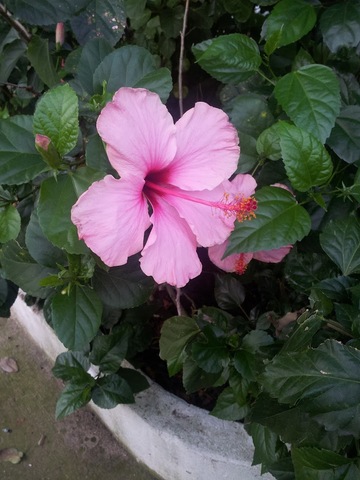 Mariachi Moderno Barranquilla