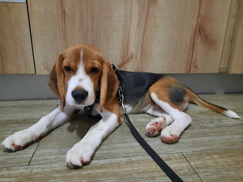 CLINICA VETERINARIA DROMASCOTAS