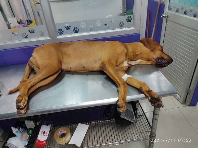 Clínica Veterinaria Huella's