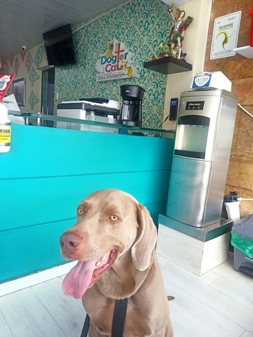 Clínica Veterinaria Dogtor Cat