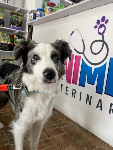 Clínica Veterinaria 24 HORAS - Unimed