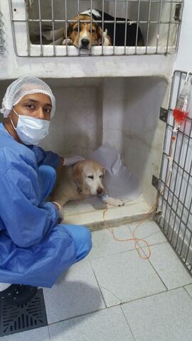 Plutos Clínica Veterinaria