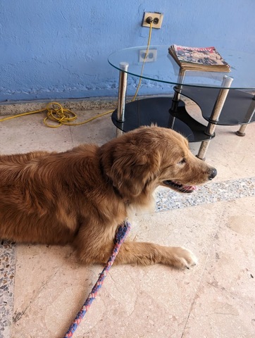 Veterinary Animal Health