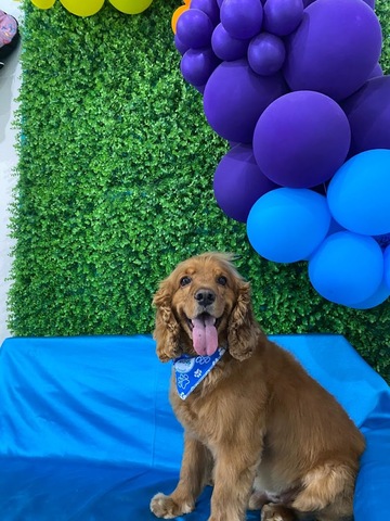 Mochis Pet Care - Sede Rodadero