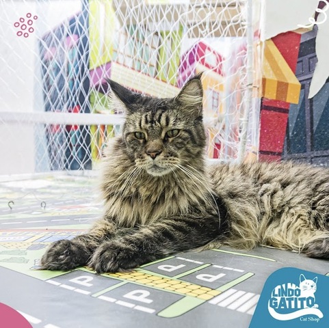 Lindo Gatito Cat Shop